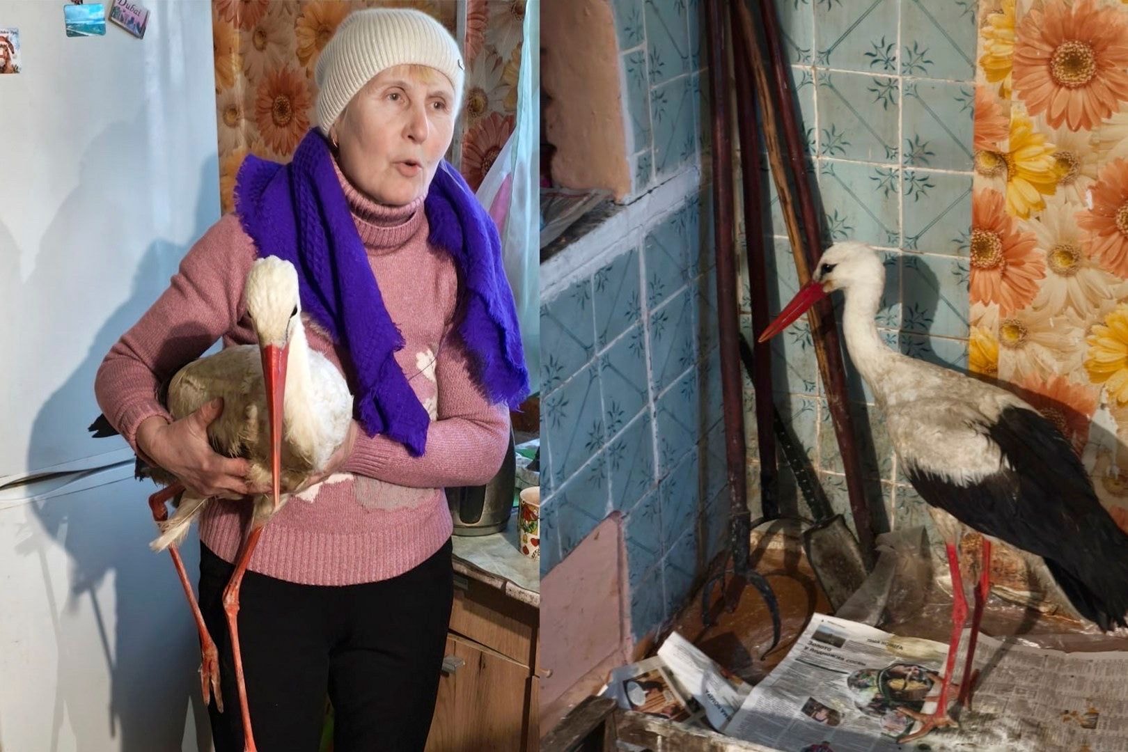 Галина Кожемяко и спасенный аист