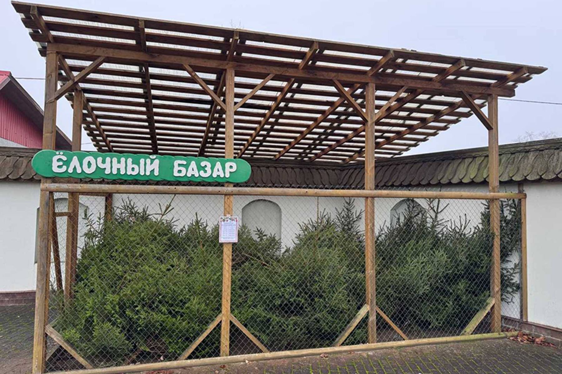 елочный базар в Беловежской пуще