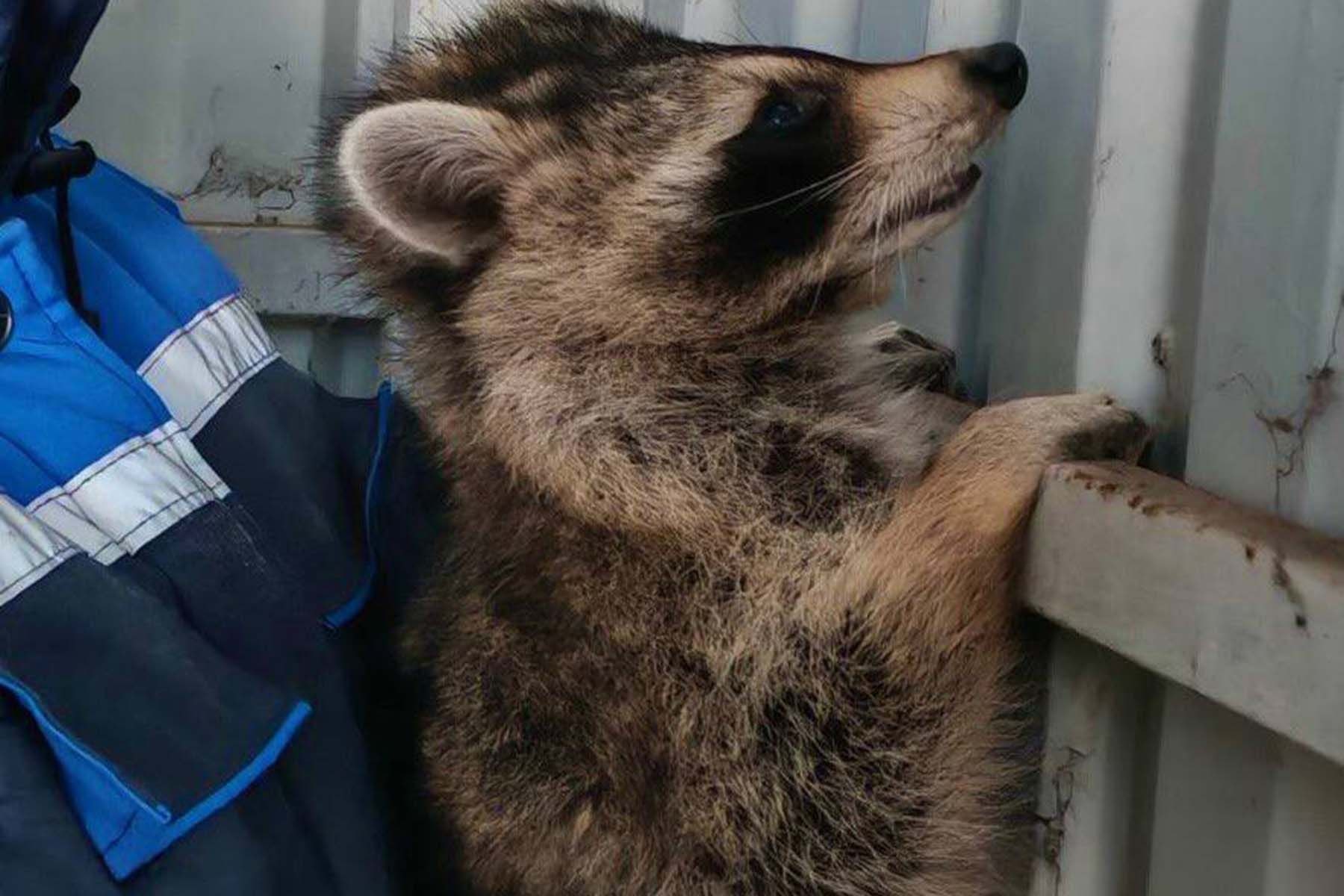 Енот-нелегал из США Сеня. © Телерадиокомпания Гродно, Telegram