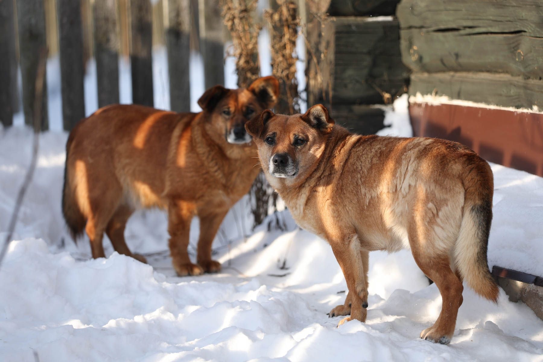 Собаки в деревне