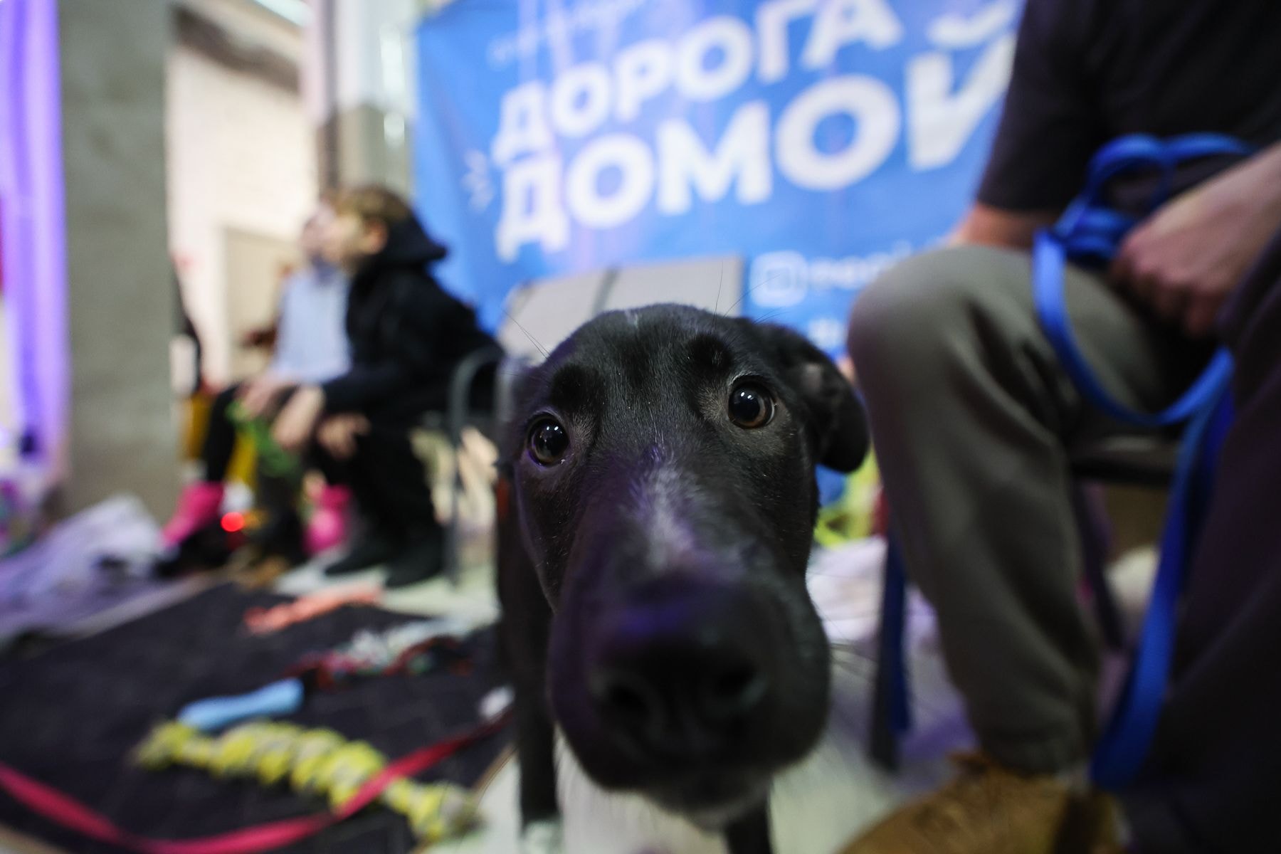 © Павел Орловский, Times.by