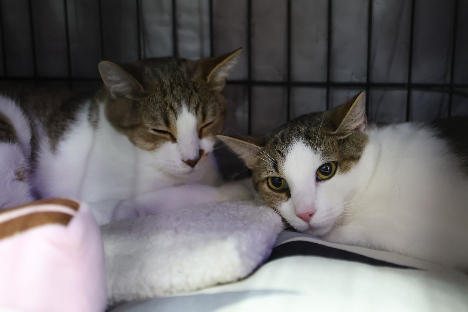 © Павел Орловский, Times.by