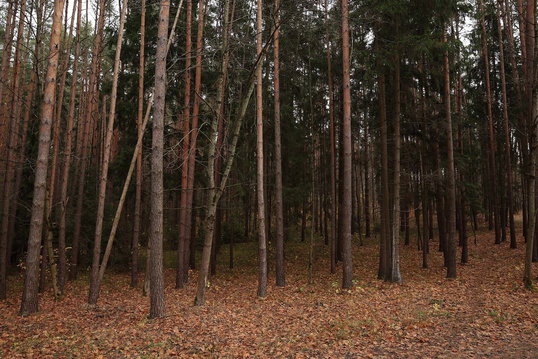 Фото: Павел Орловский, Times.by