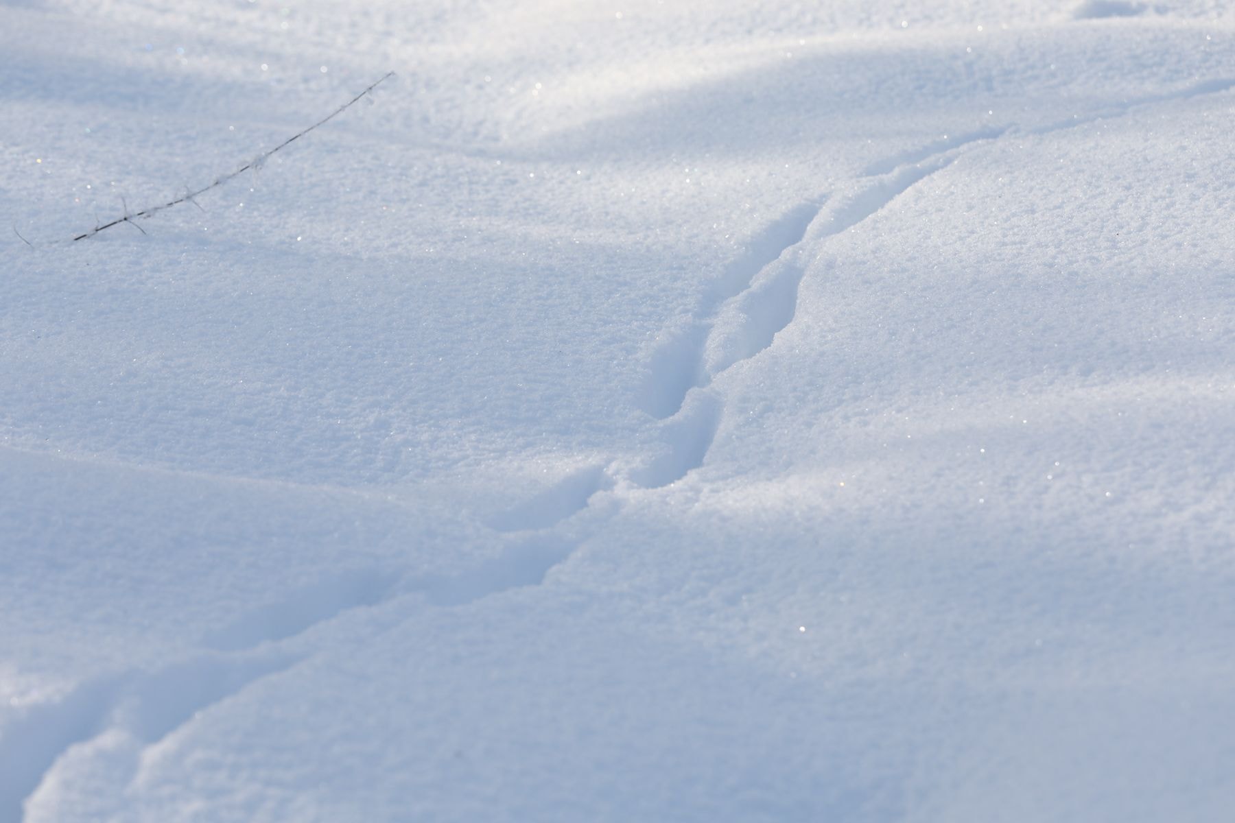 Следы на снегу