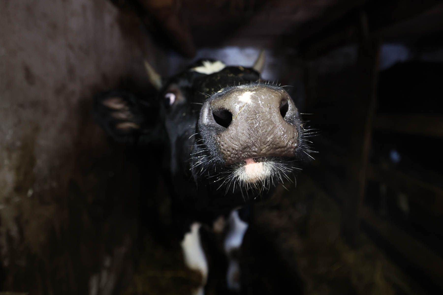 © Павел Орловский, Times.by