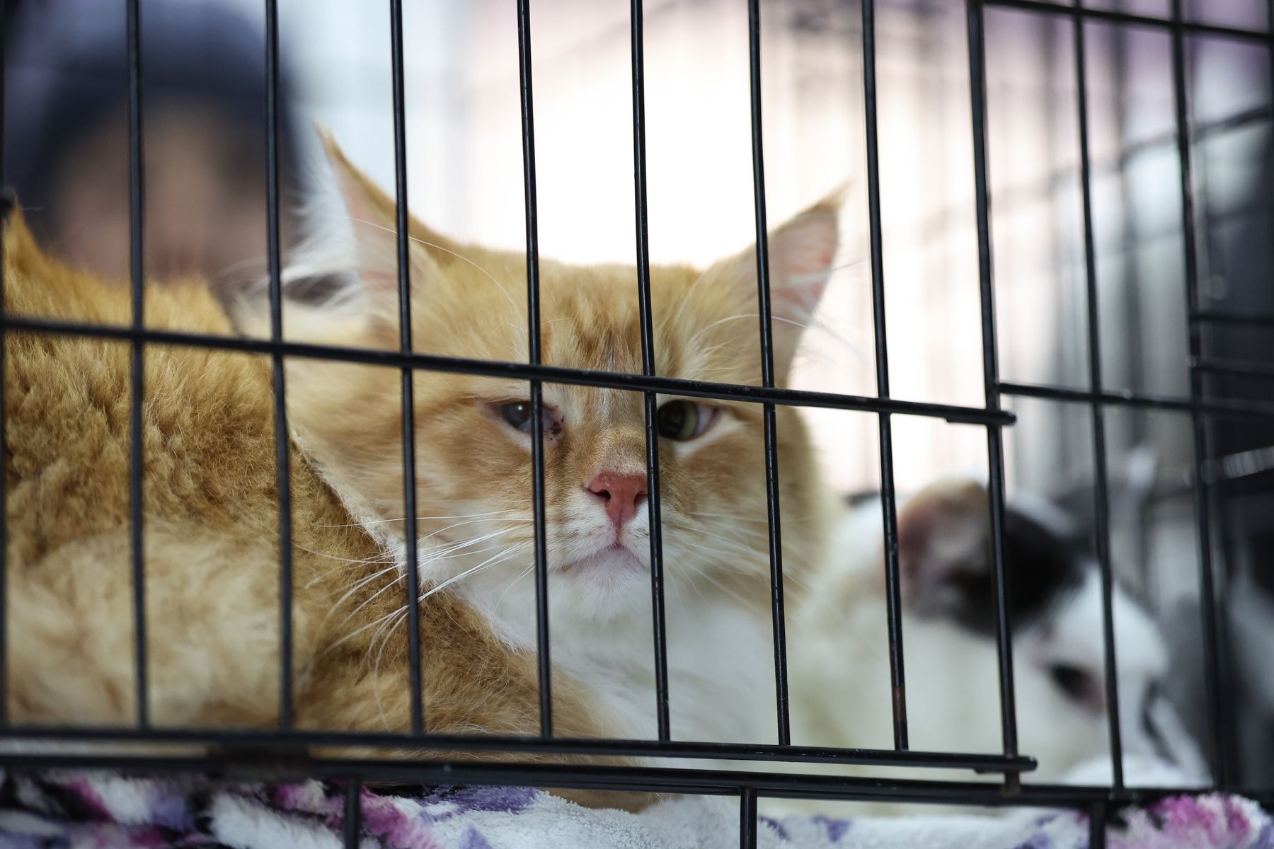 © Павел Орловский, Times.by