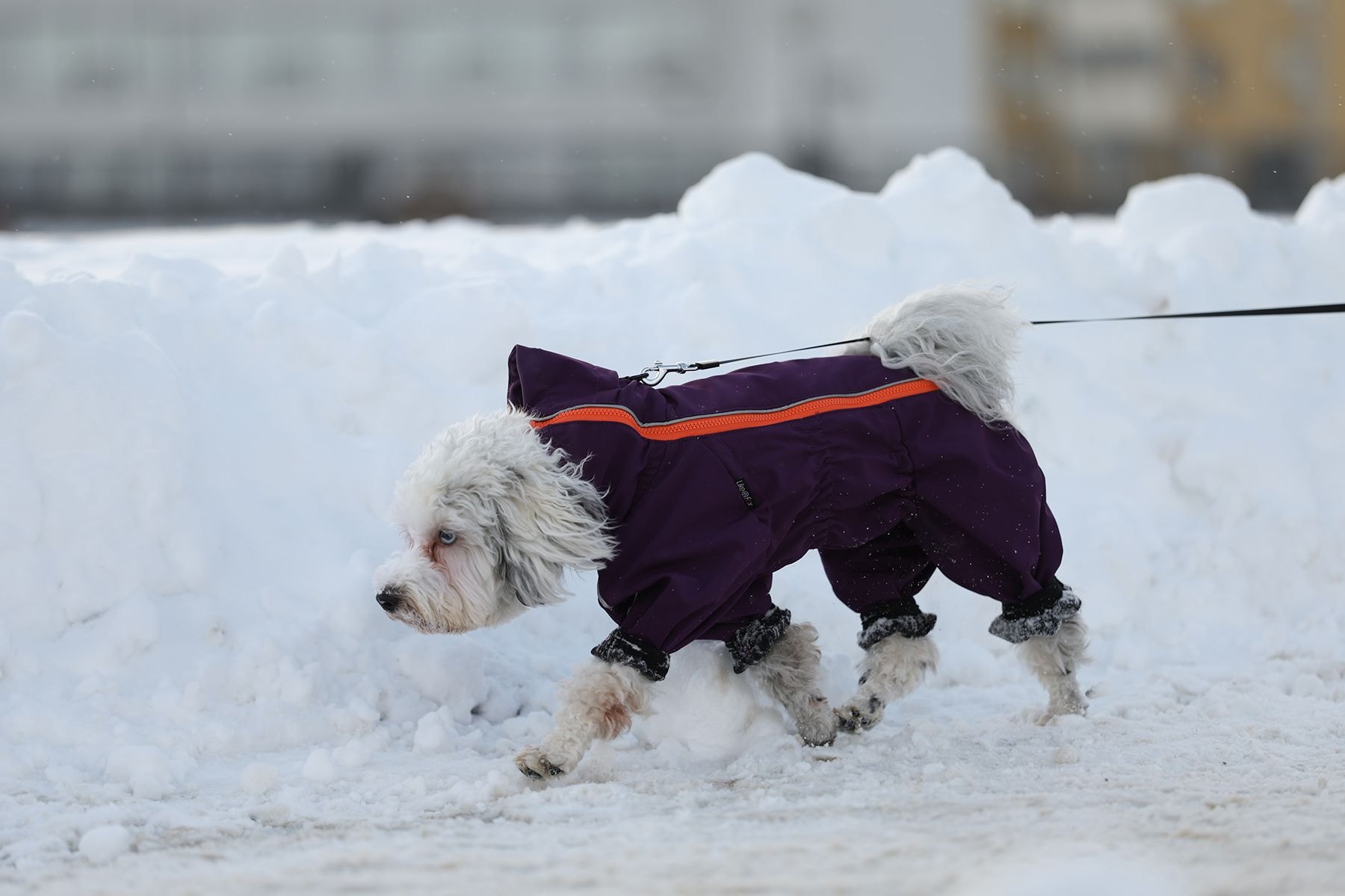 Собака идет по снегу