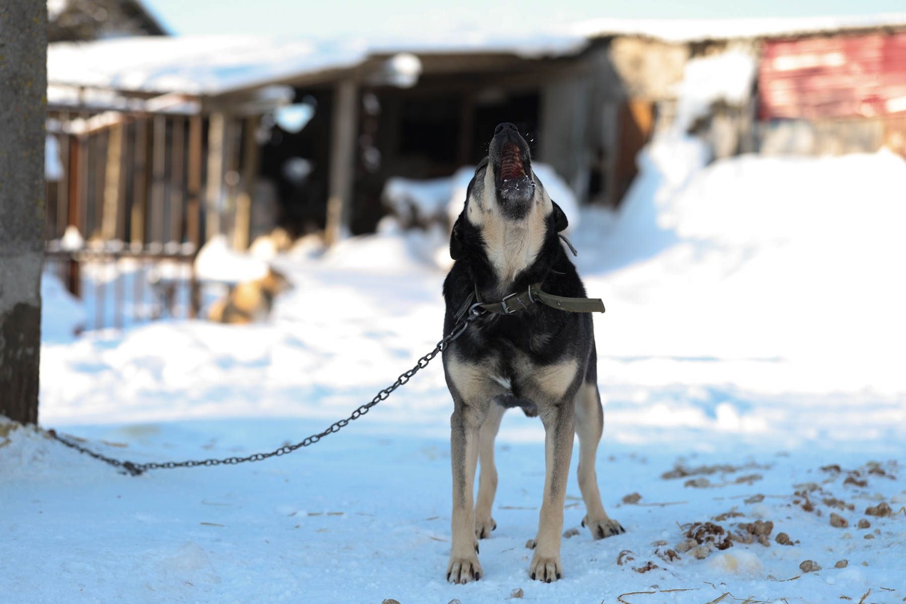 © Павел Орловский, Times.by