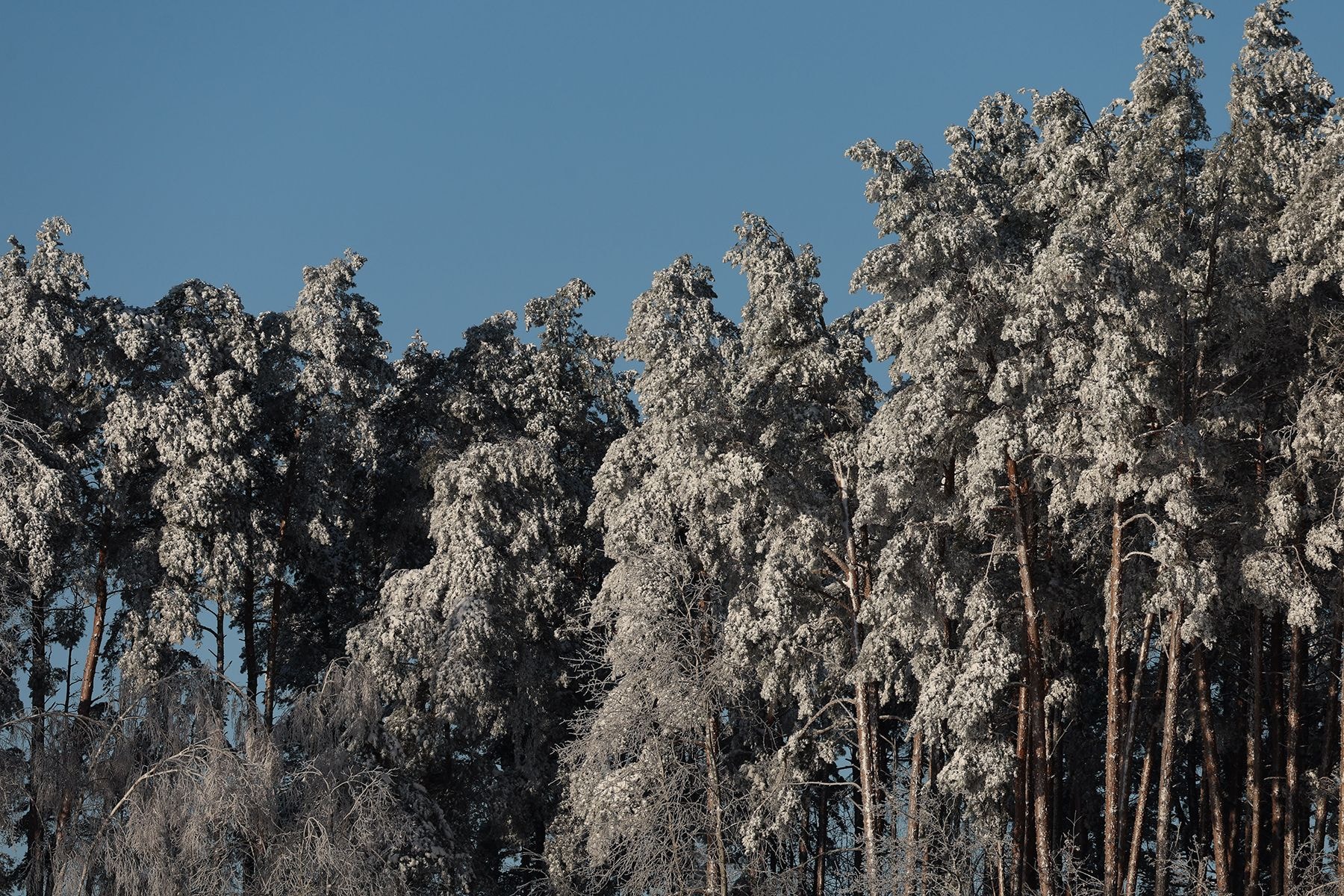мотогонки MX Speedway
