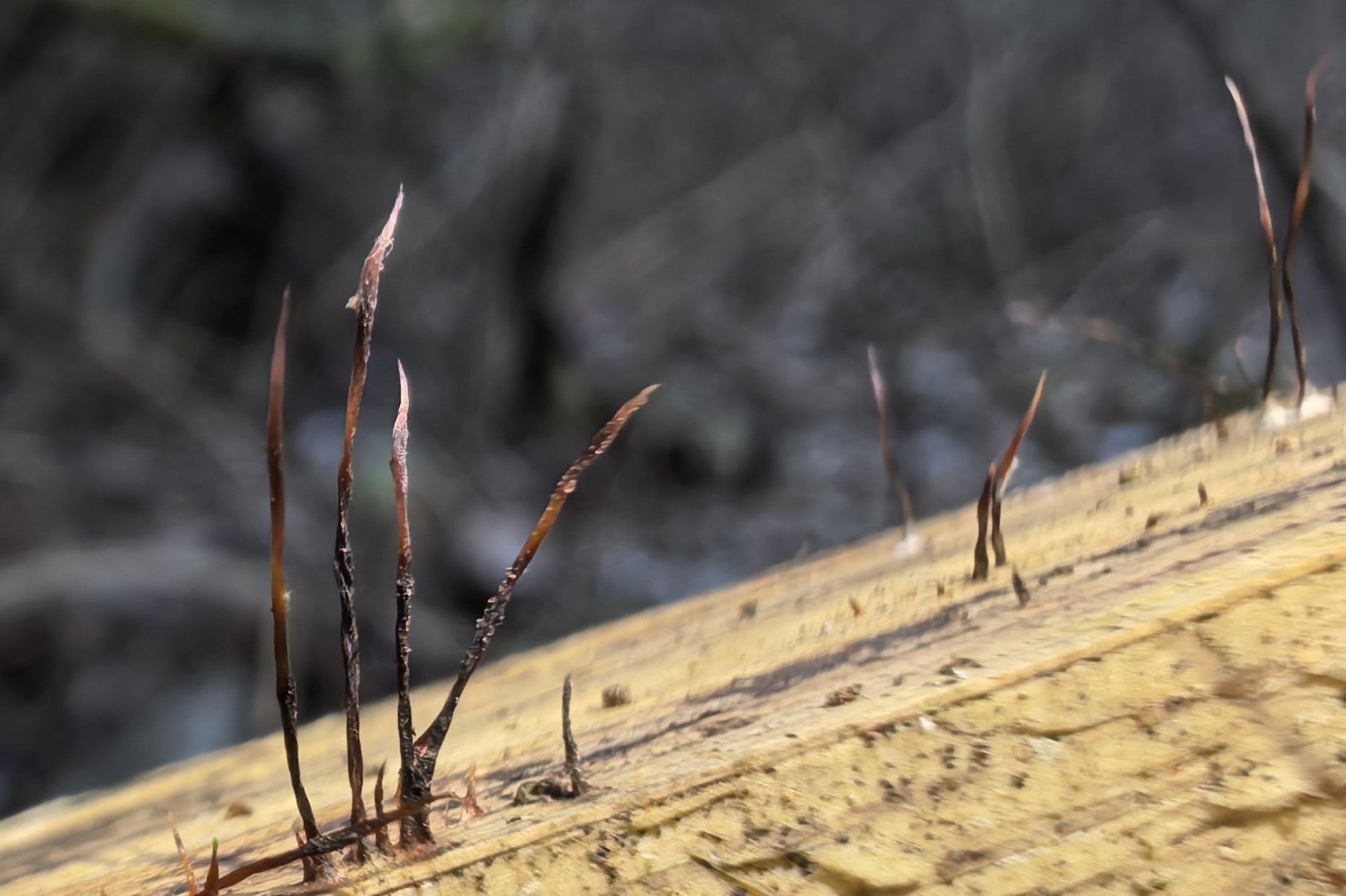 Ксилярия. @ Национальный парк Беловежская пуща