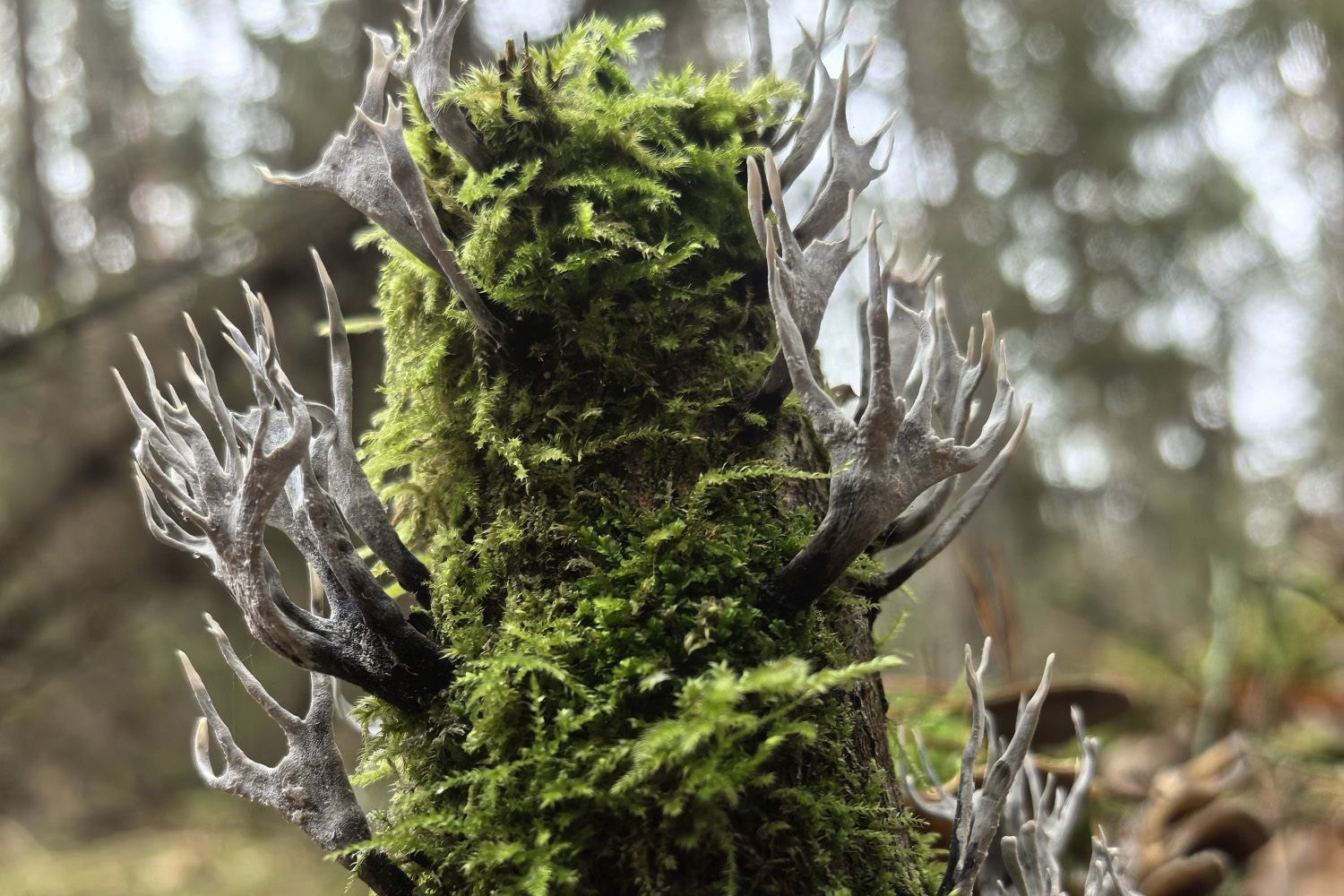Оленьи рога. @ Национальный парк Беловежская пуща