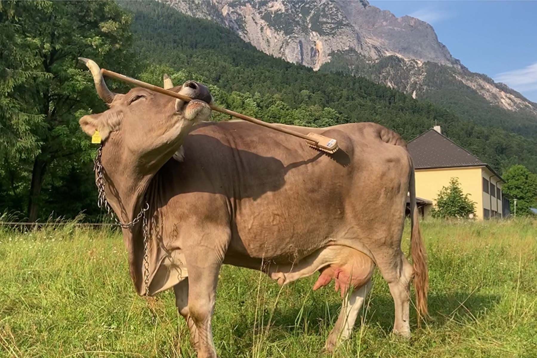 Корова чешет себе спину. © Current Biology