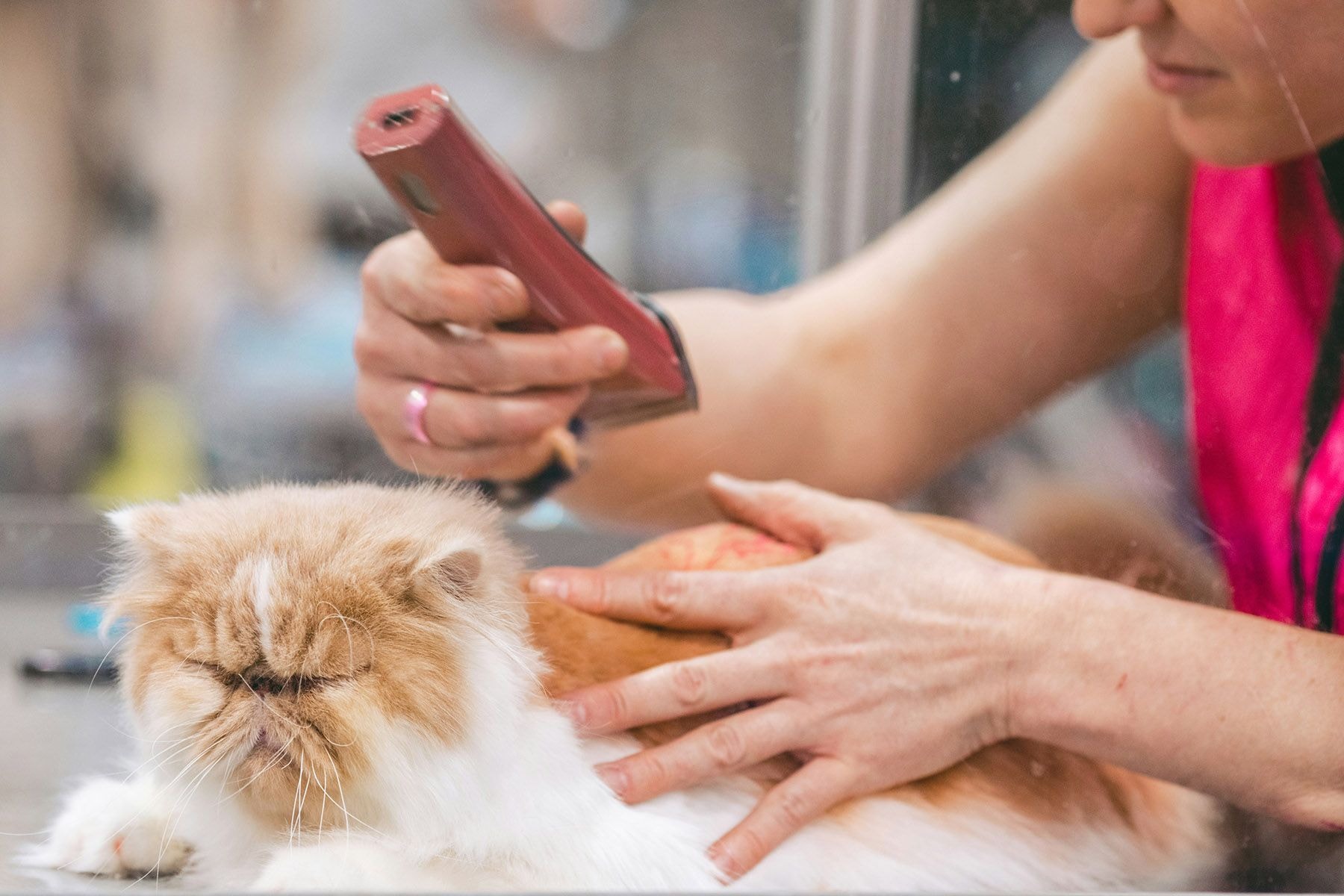 © Reba Spike, Unsplash.com