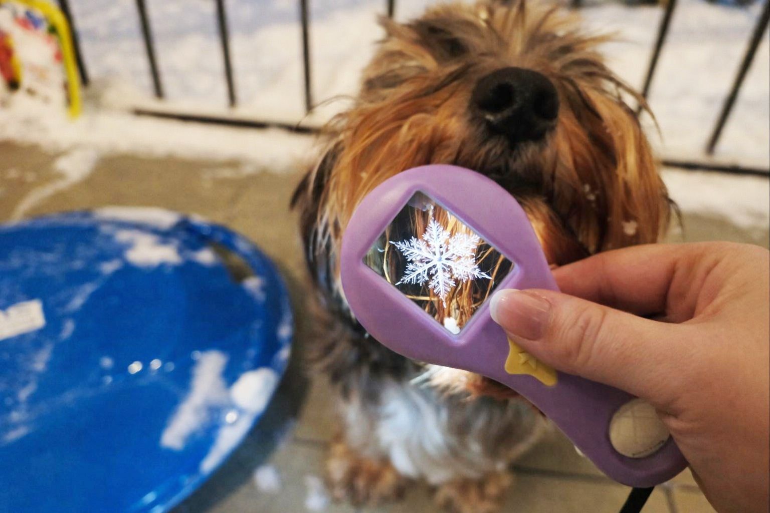 Снежинка в микроскопе. © Анастасия Писченкова, Times.by