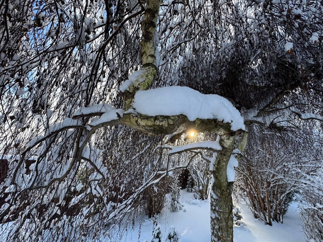 Вечнозеленый сад Елены Новиковой