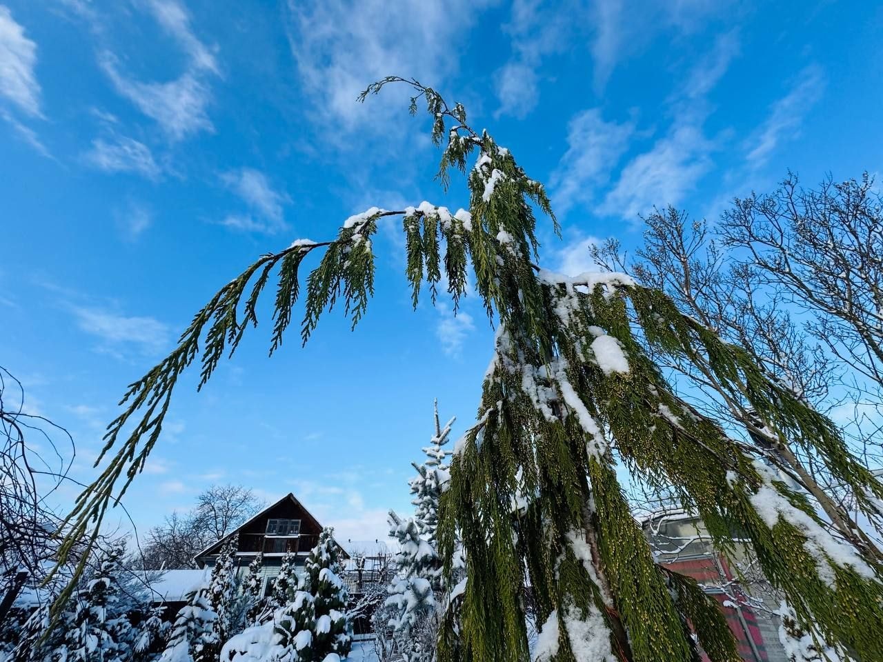 Вечнозеленый сад Елены Новиковой