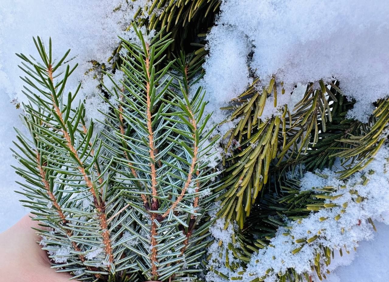 Вечнозеленый сад Елены Новиковой