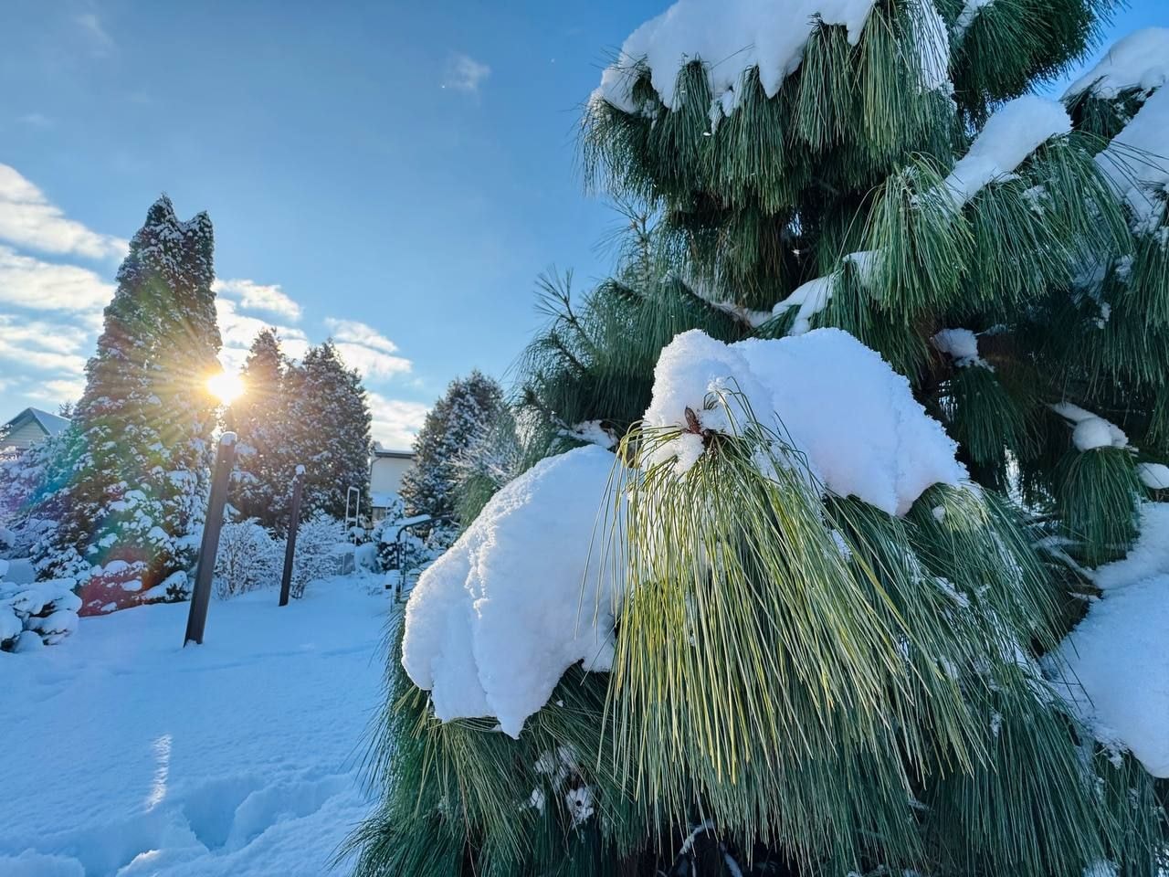 Вечнозеленый сад Елены Новиковой