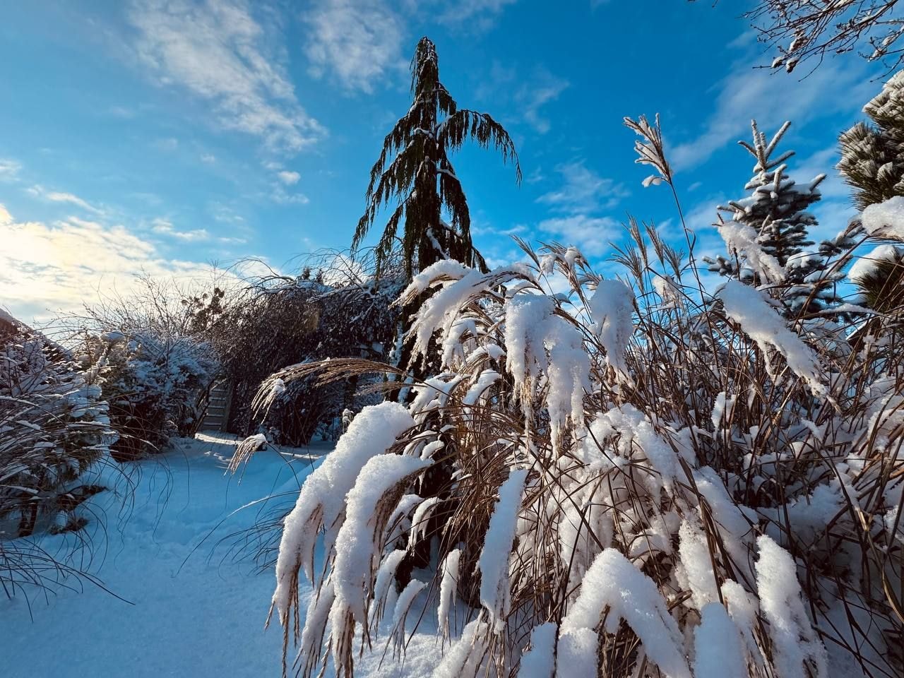 Вечнозеленый сад Елены Новиковой