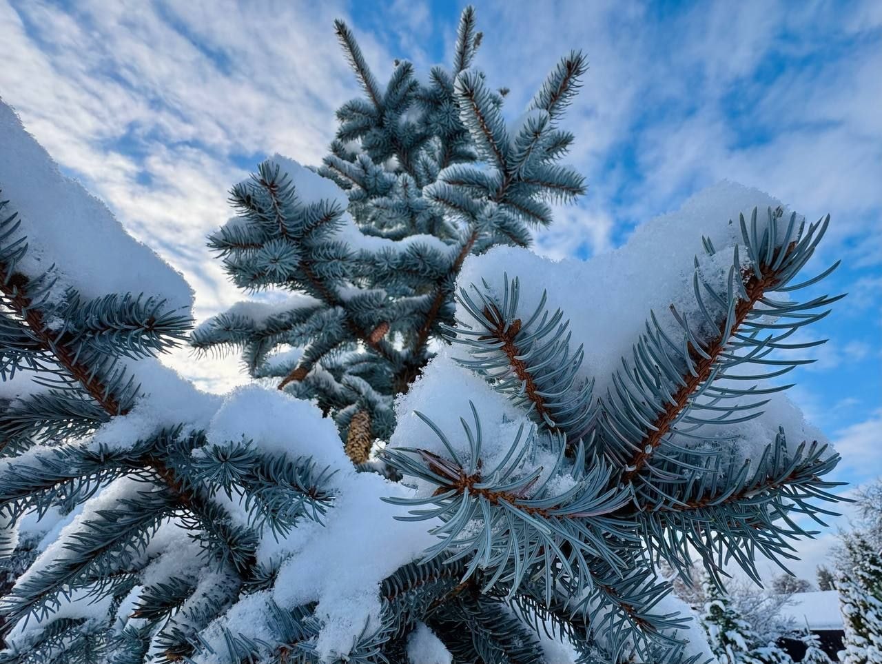 Вечнозеленый сад Елены Новиковой