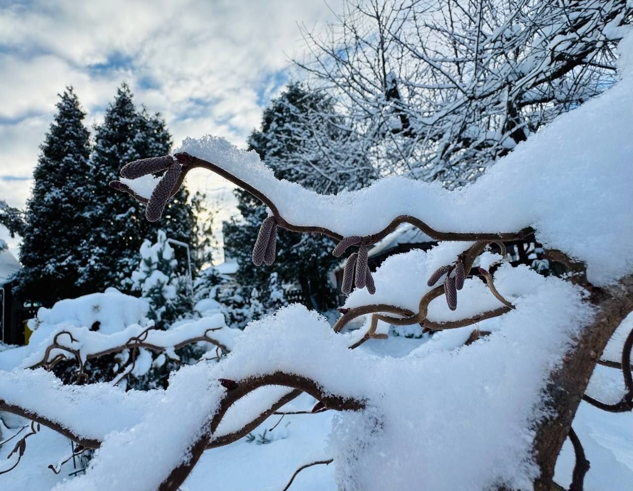 Вечнозеленый сад Елены Новиковой