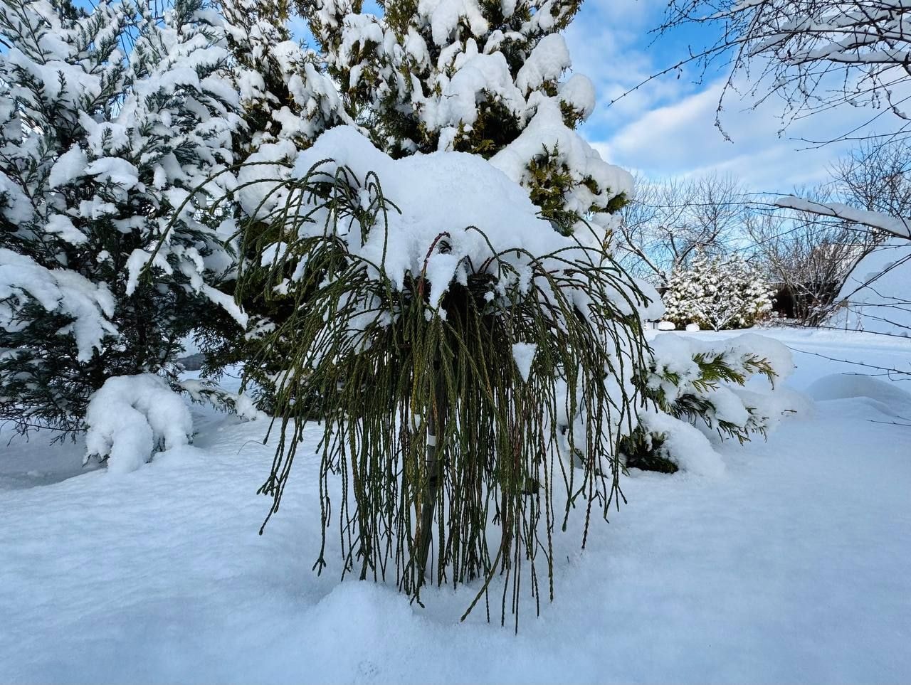 Вечнозеленый сад Елены Новиковой