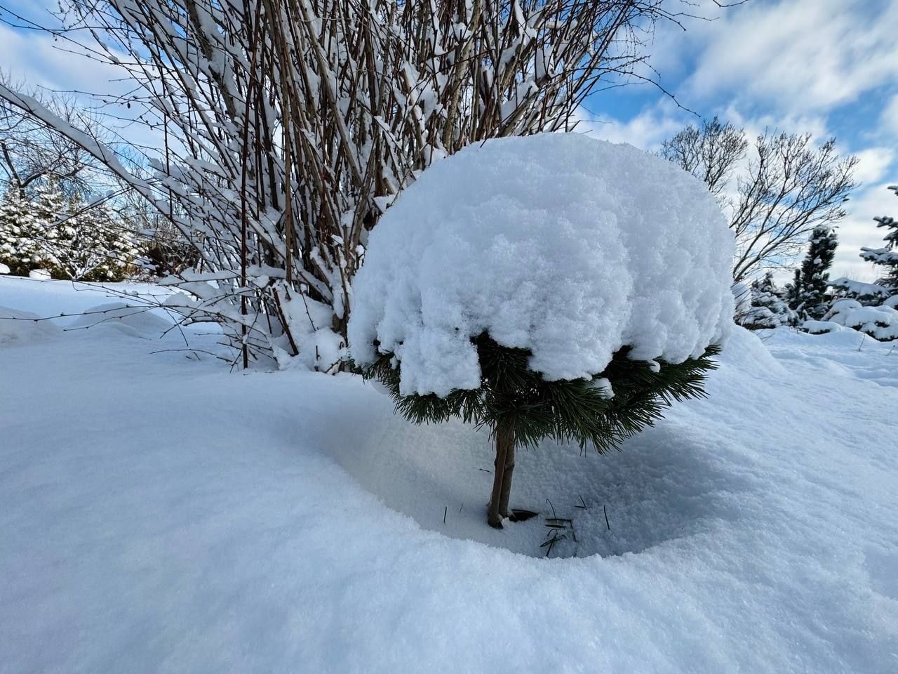 Вечнозеленый сад Елены Новиковой