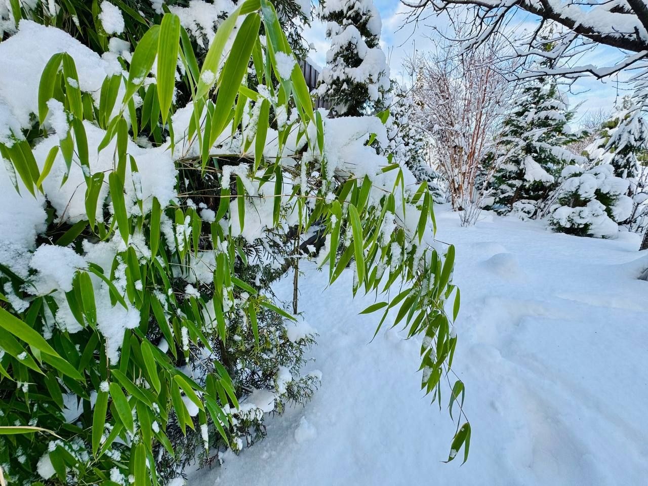 Вечнозеленый сад Елены Новиковой