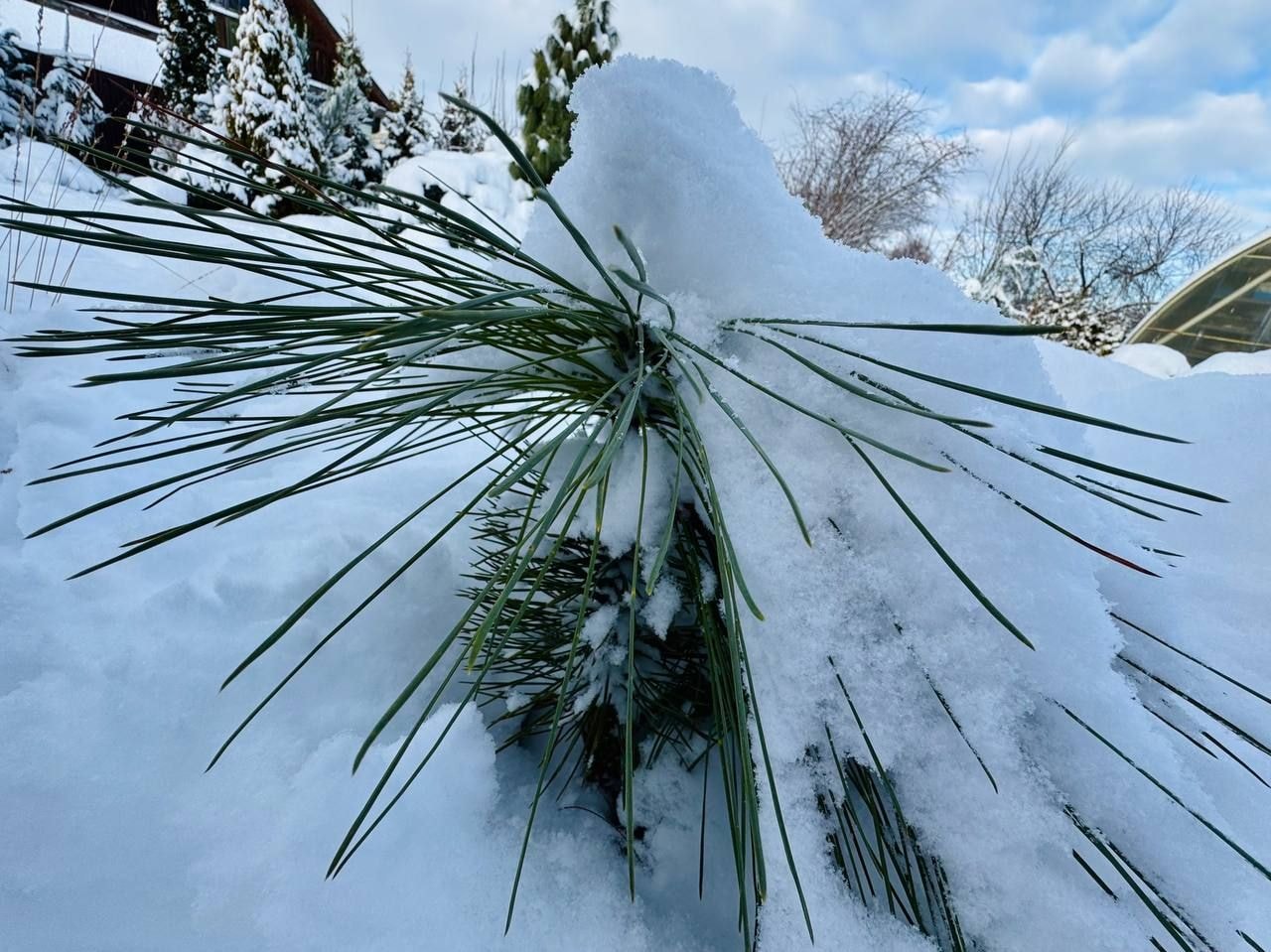Вечнозеленый сад Елены Новиковой