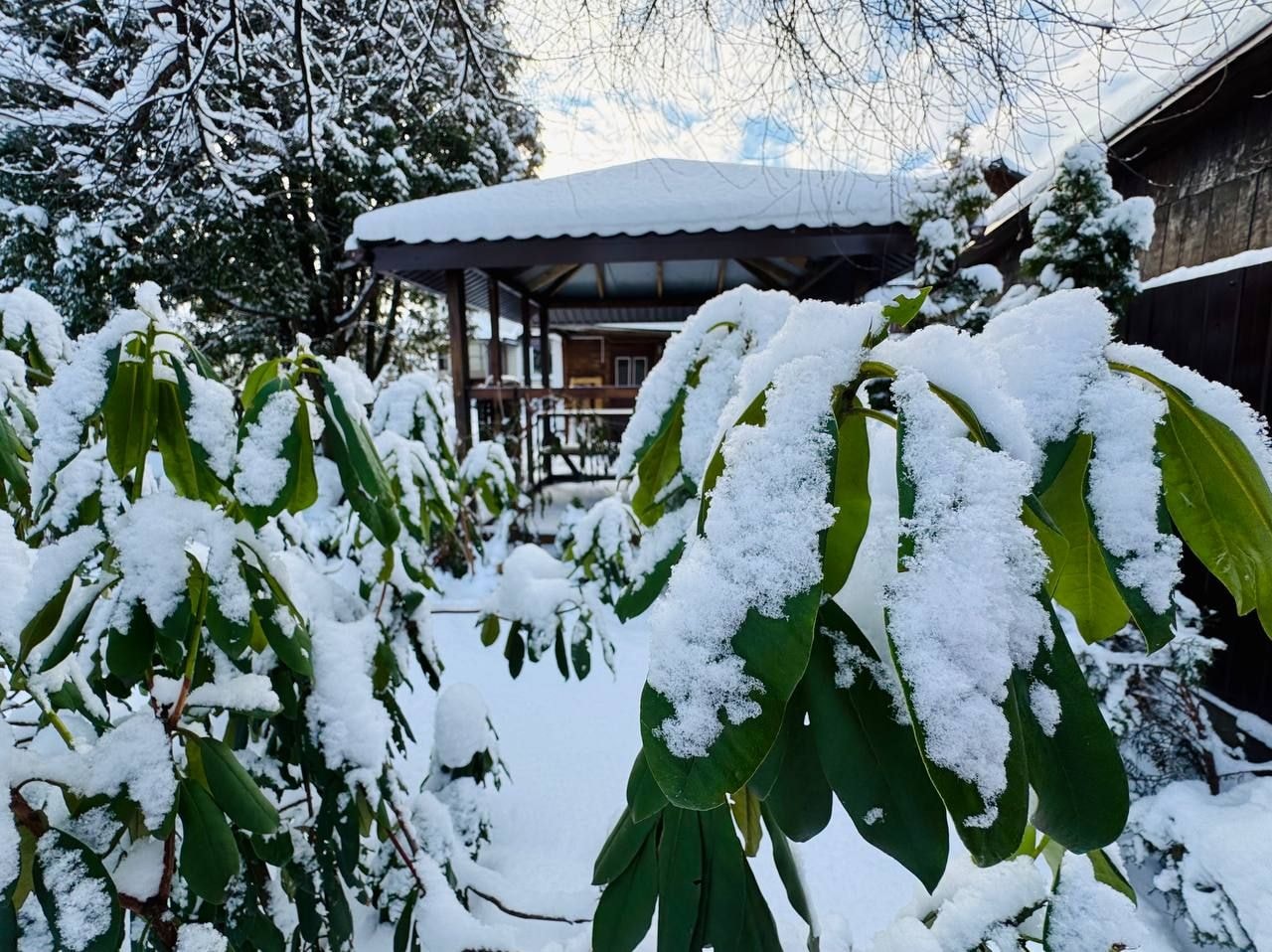 Вечнозеленый сад Елены Новиковой