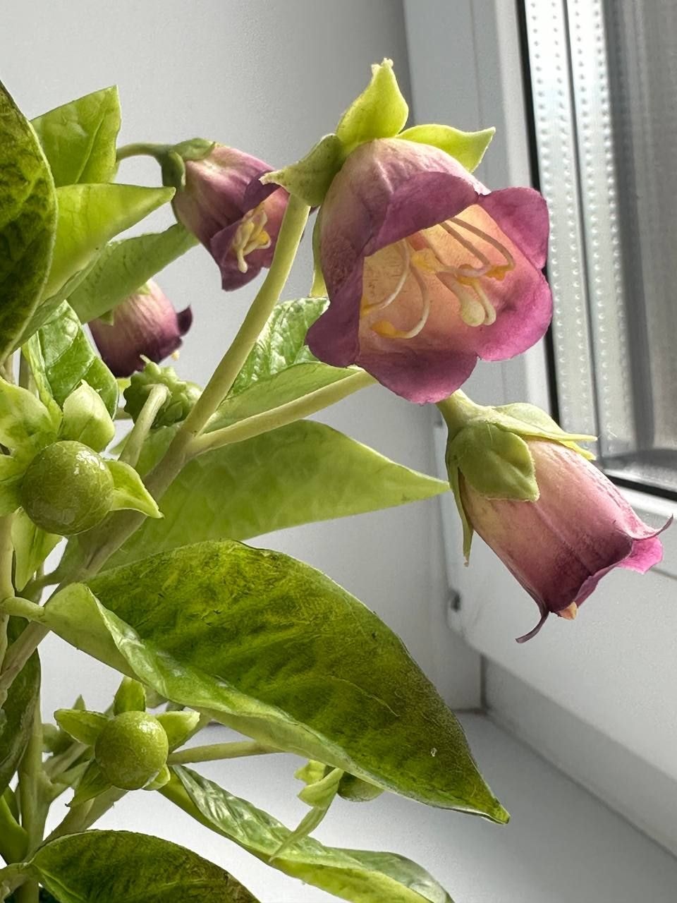 Белладонна. Юлия Каток для Times.by