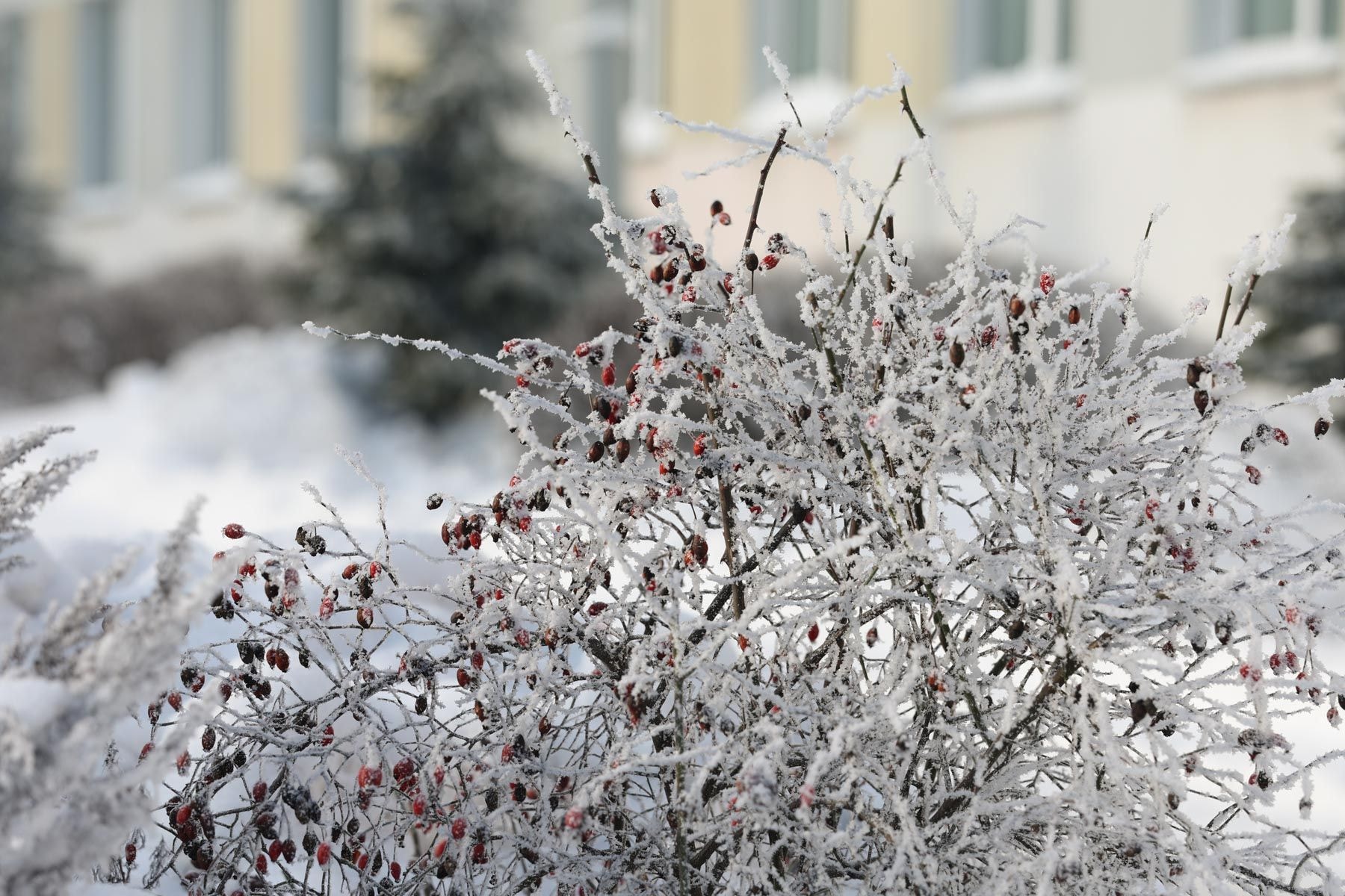 © Павел Орловский, Times.by