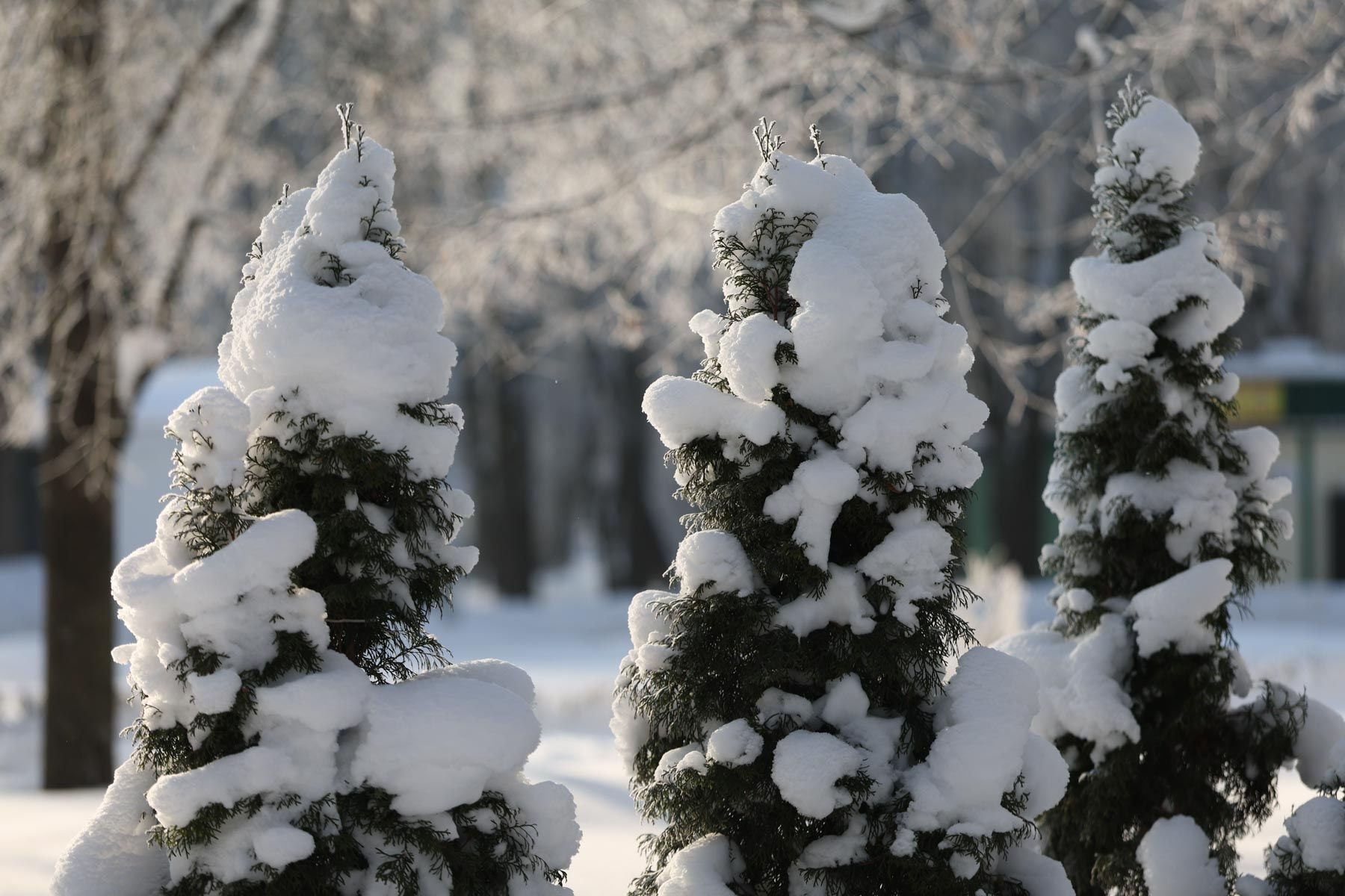 © Павел Орловский, Times.by