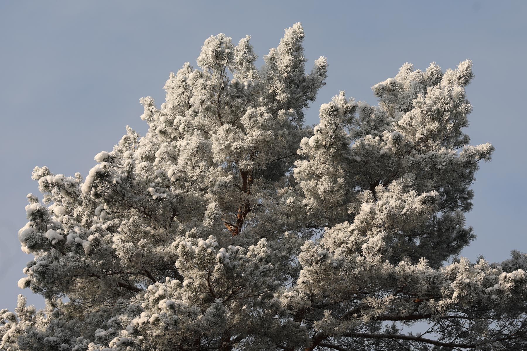 © Павел Орловский, Times.by