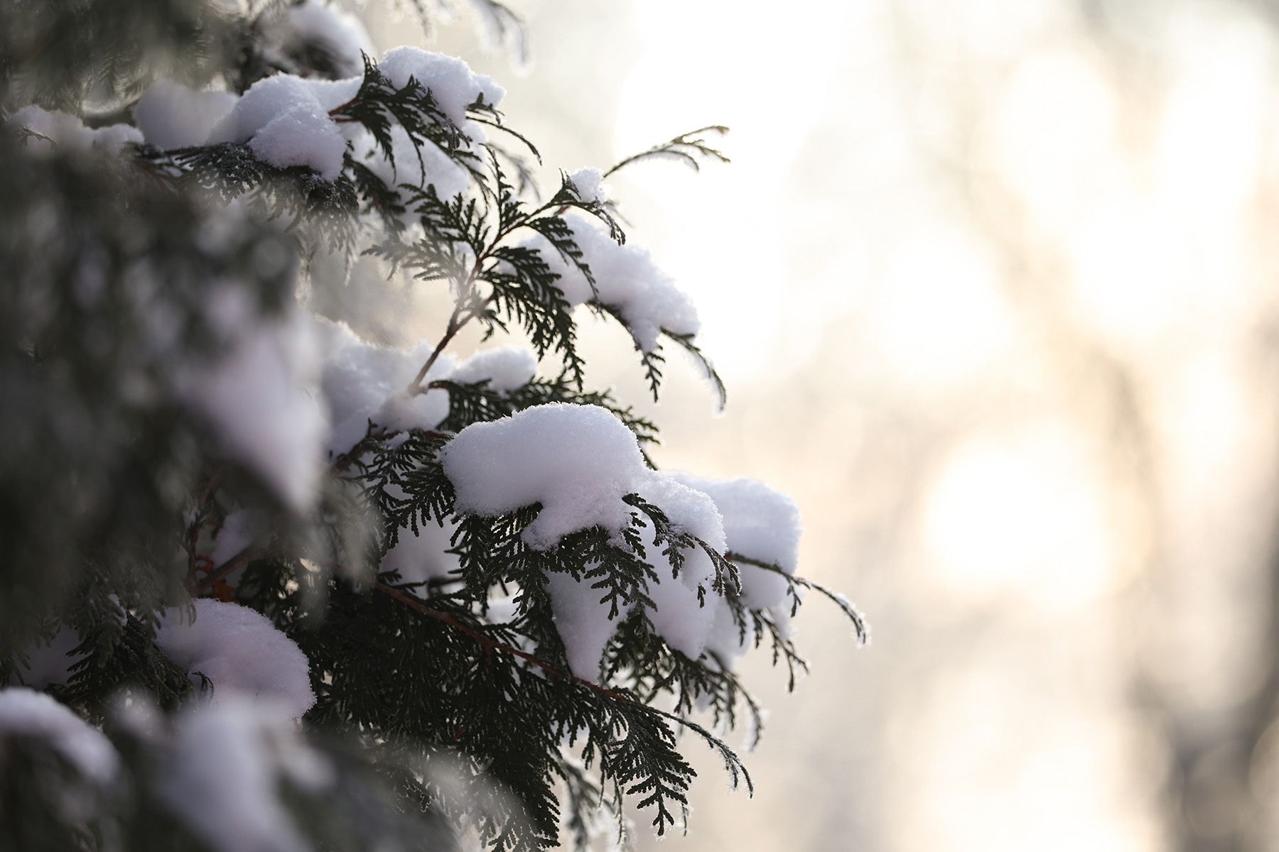 © Павел Орловский, Times.by