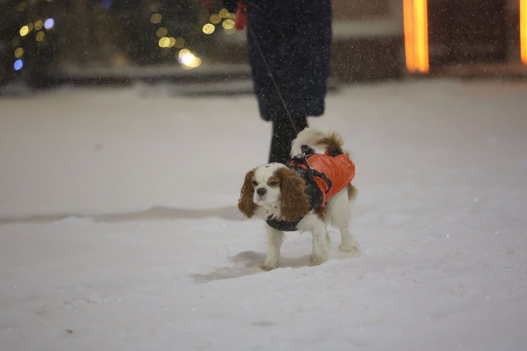 © Павел Орловский, Times.by