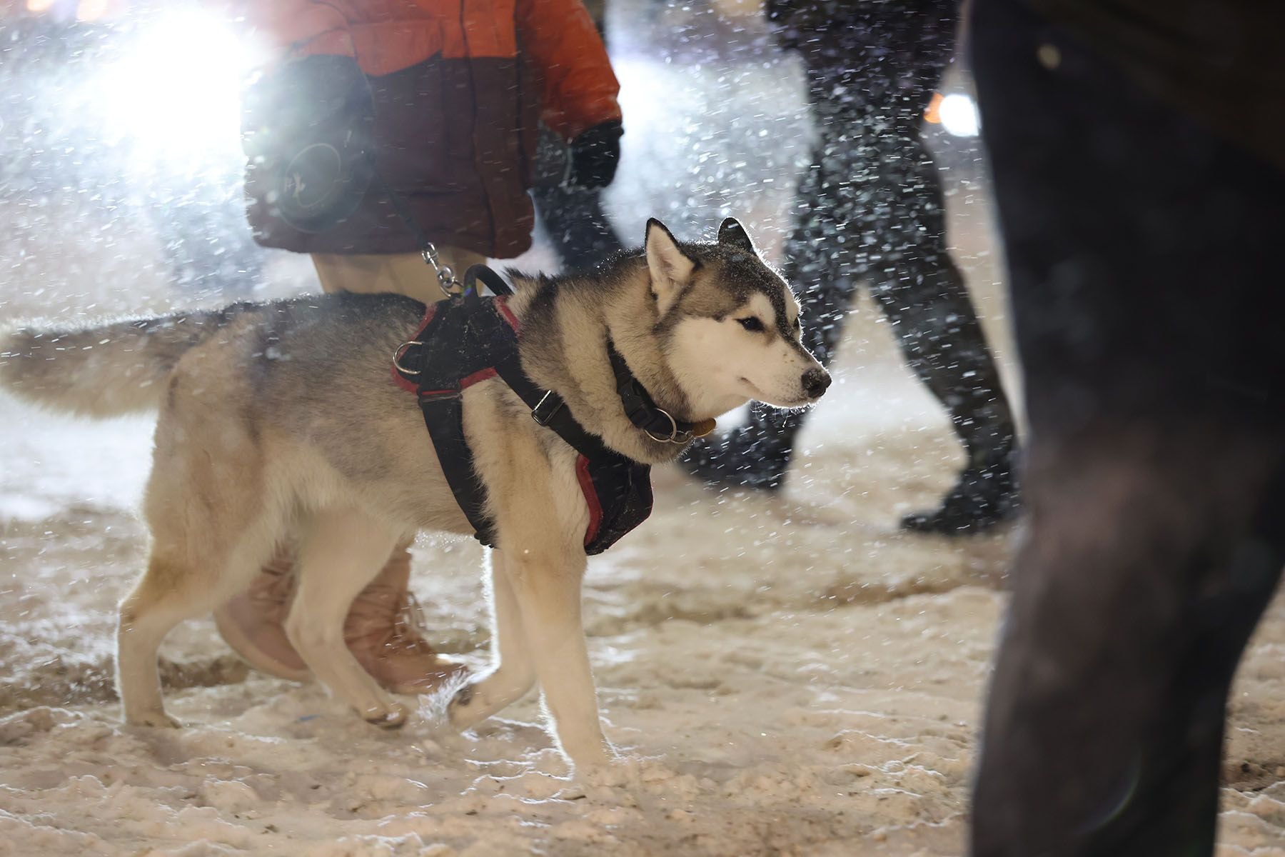 © Павел Орловский, Times.by