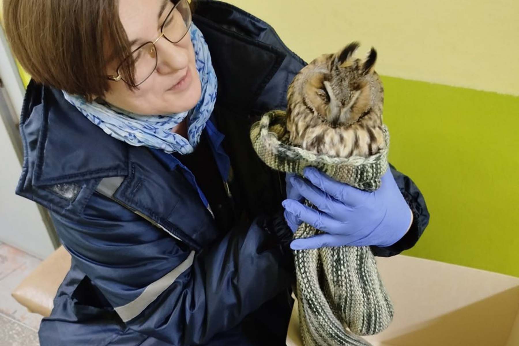 Ушастая сова, спасенная в Минске