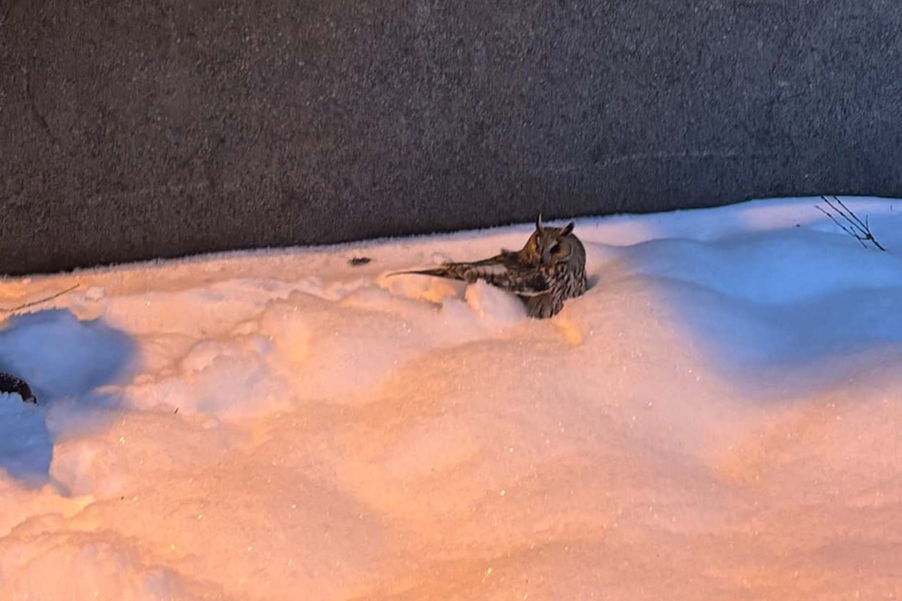 Ушастая сова, спасенная в Минске