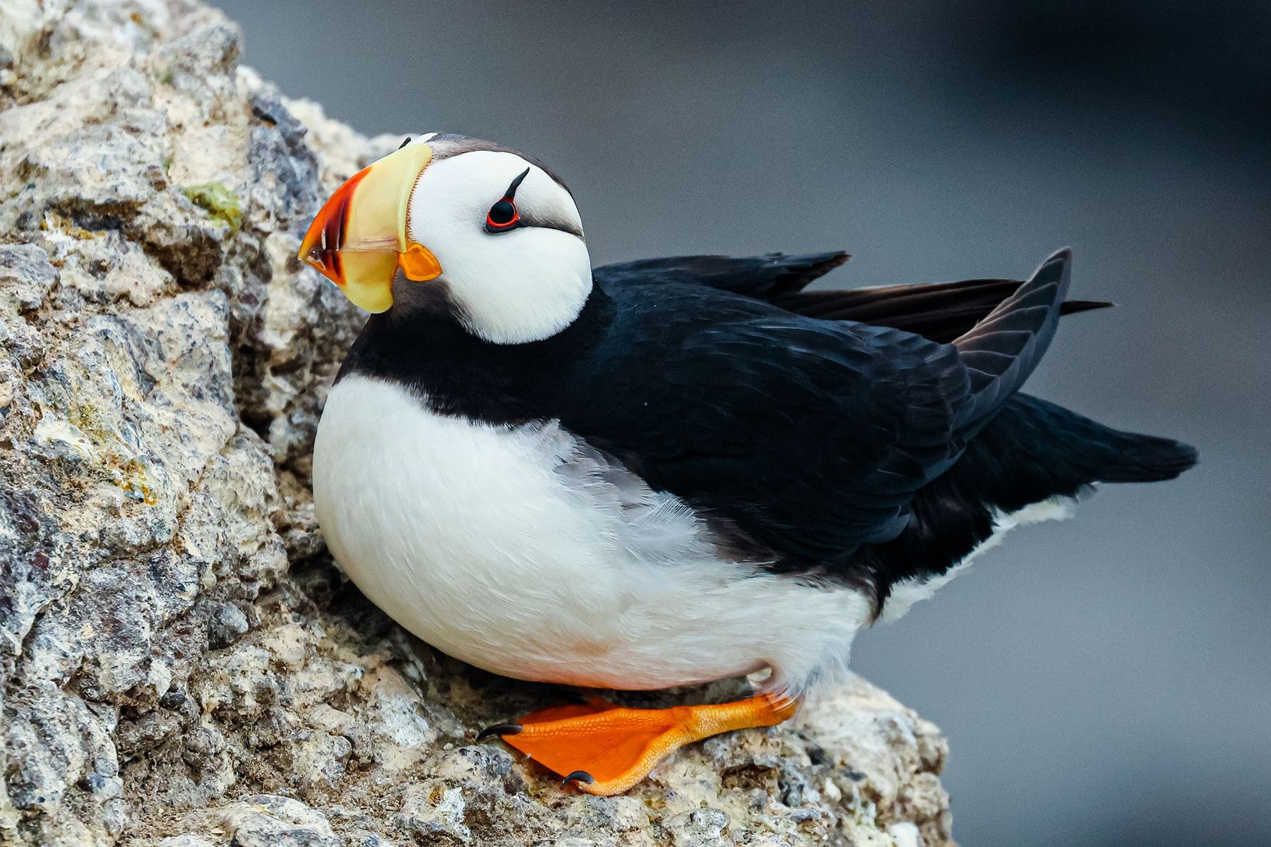 птица тупик