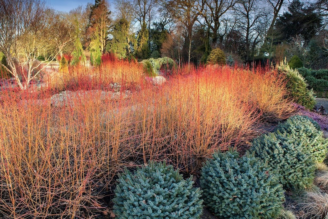 Дерен отпрысковый Винтер Орандж. © GAP Gardens, Richard Bloom