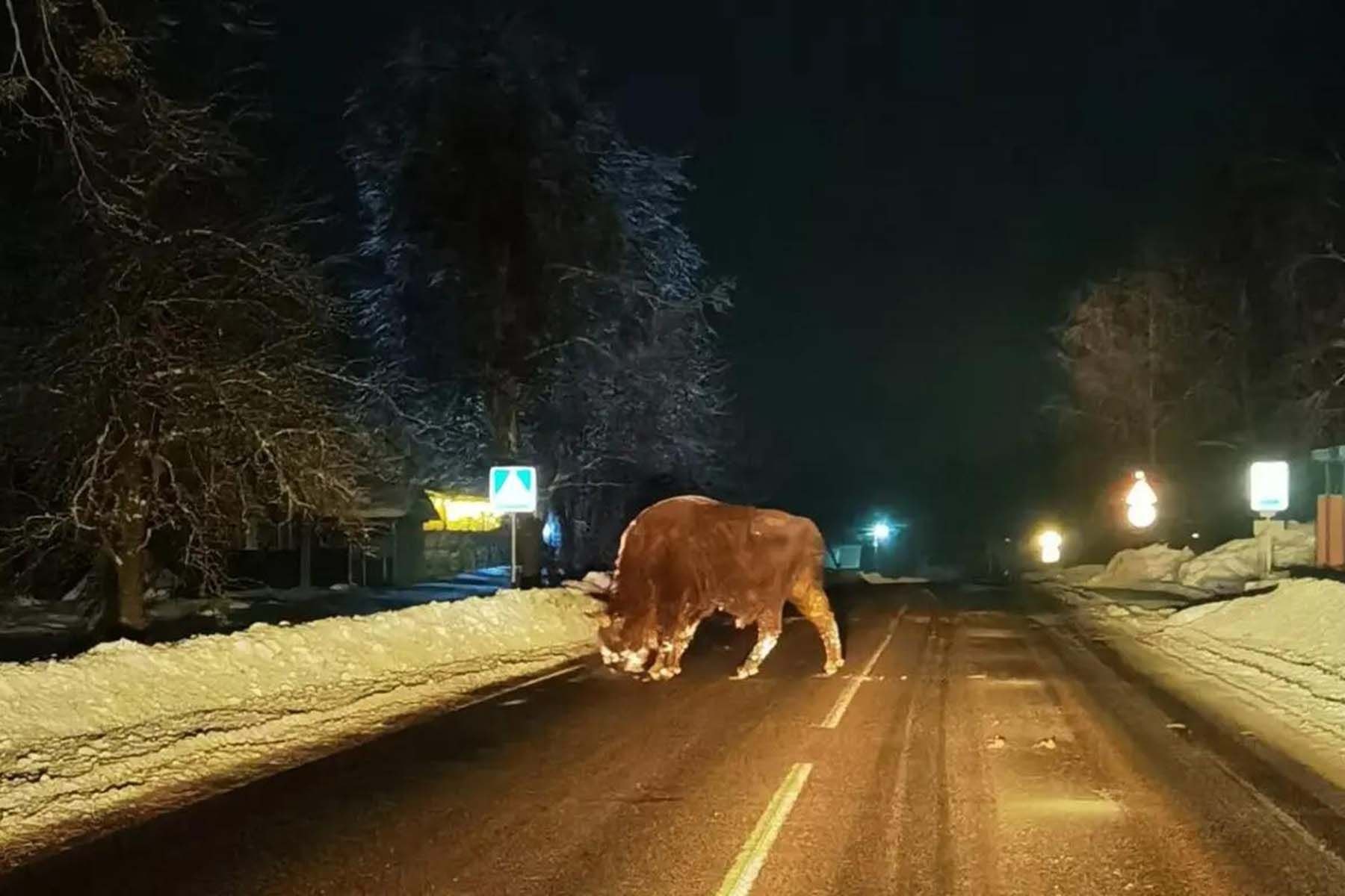 © «Асіповіцкі край»