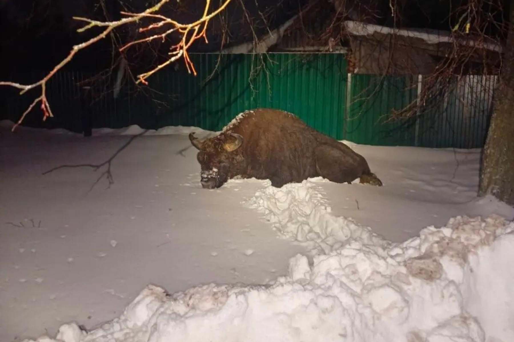 © «Асіповіцкі край»