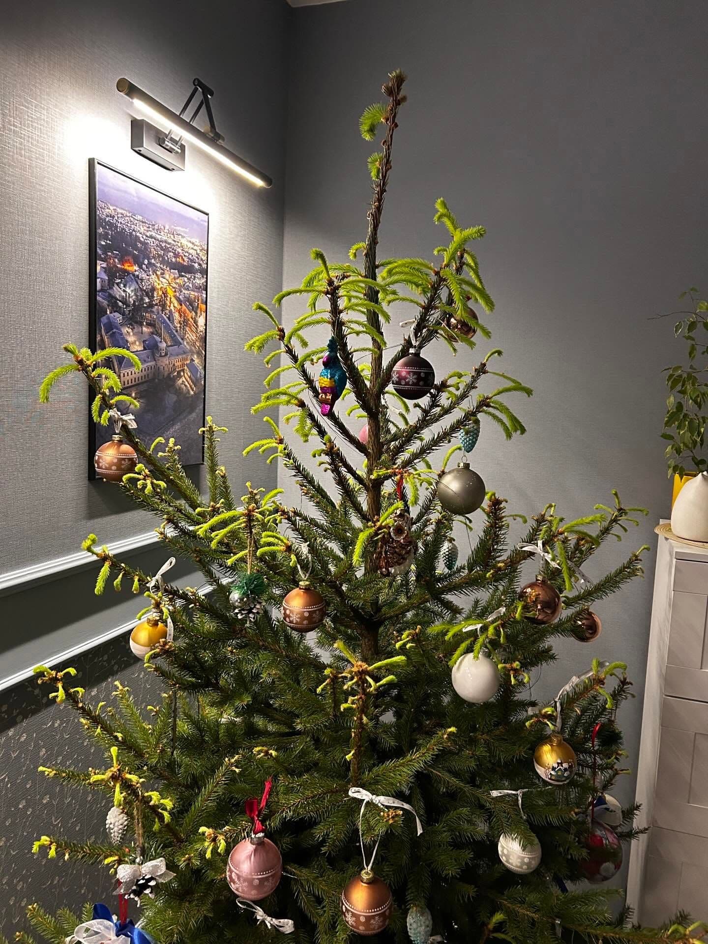 Елка ожила на 36-й день