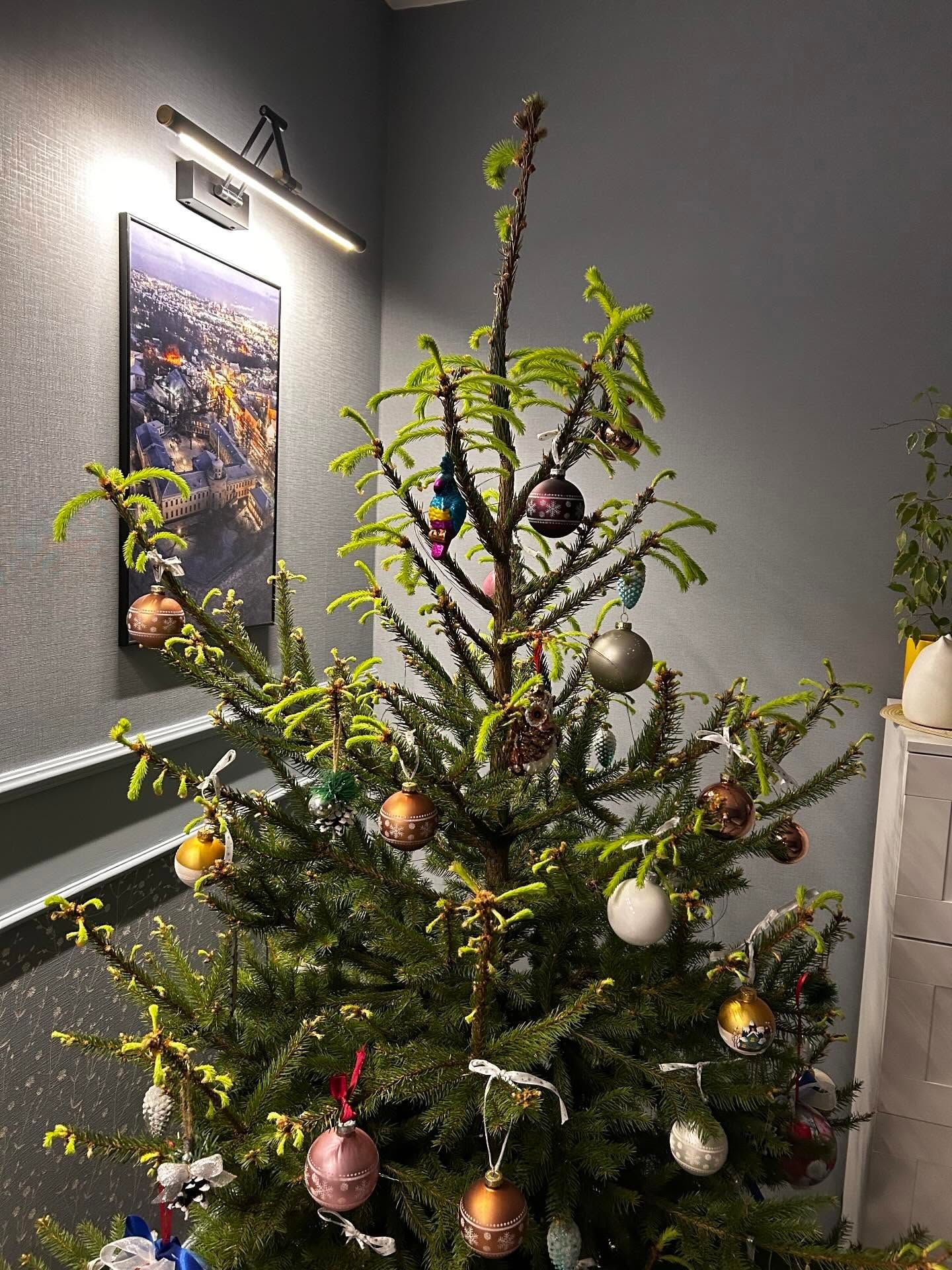 Елка ожила на 36-й день