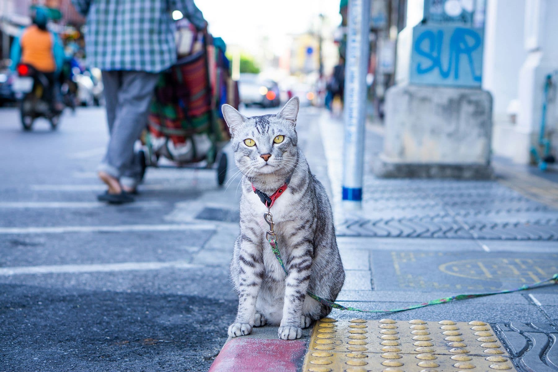 Кошка на улице в Таиланде