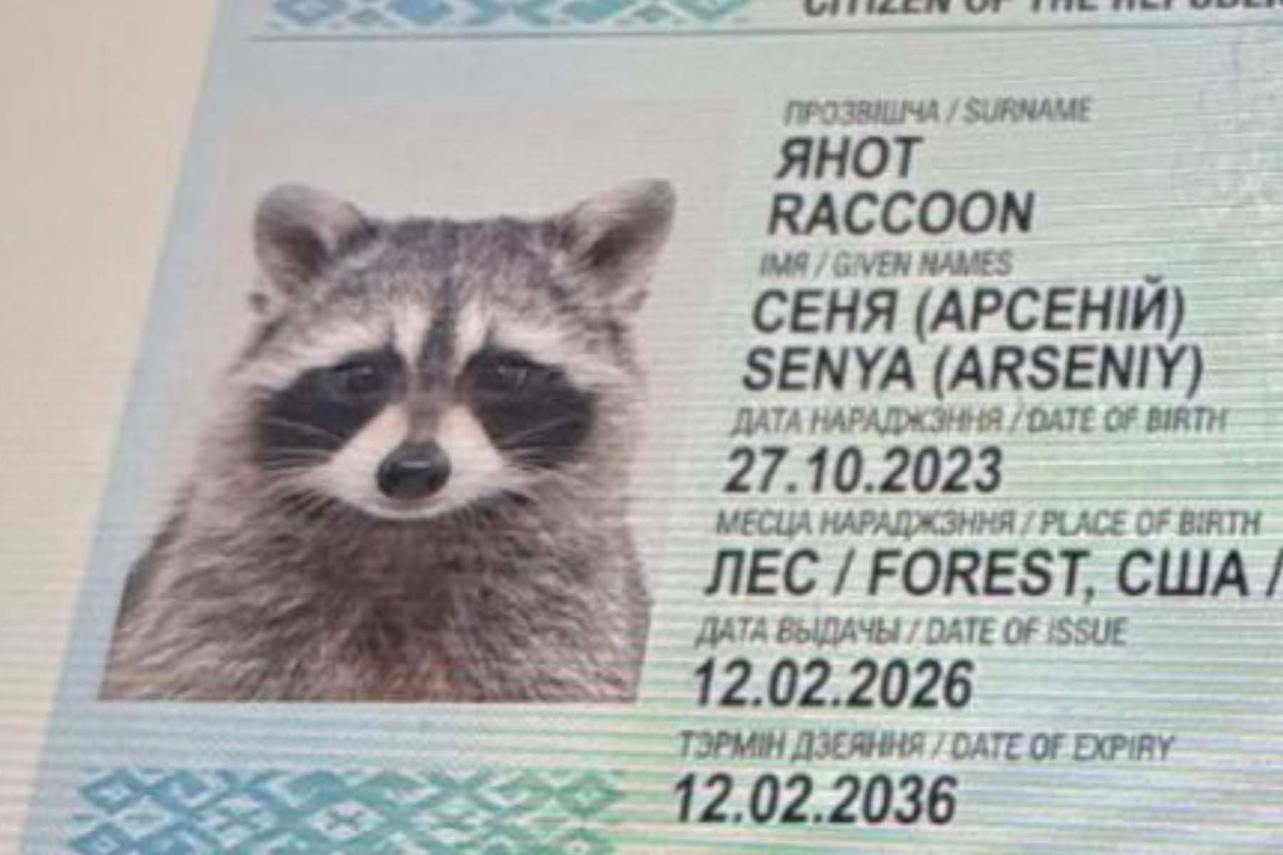 Паспорт американского Енота Сени. © animalspark.by, Instagram