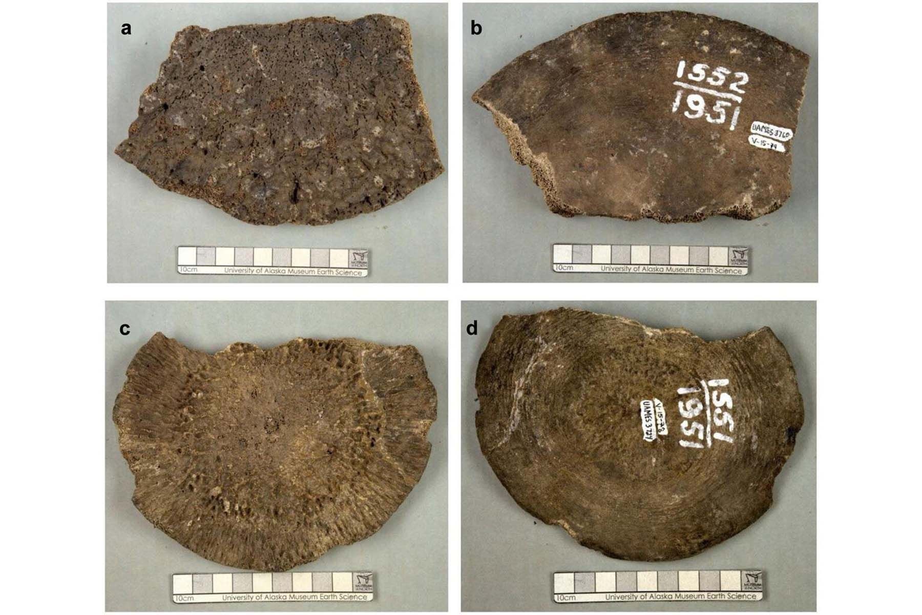 Останки древних китов. © University of Alaska Museum of the North