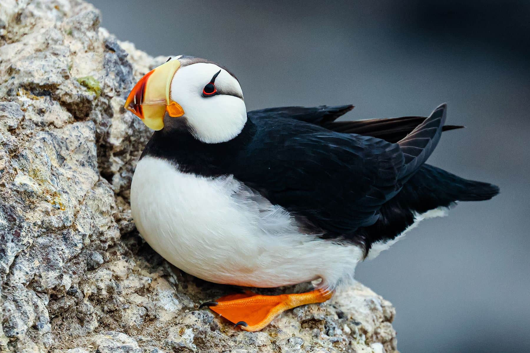 птица тупик